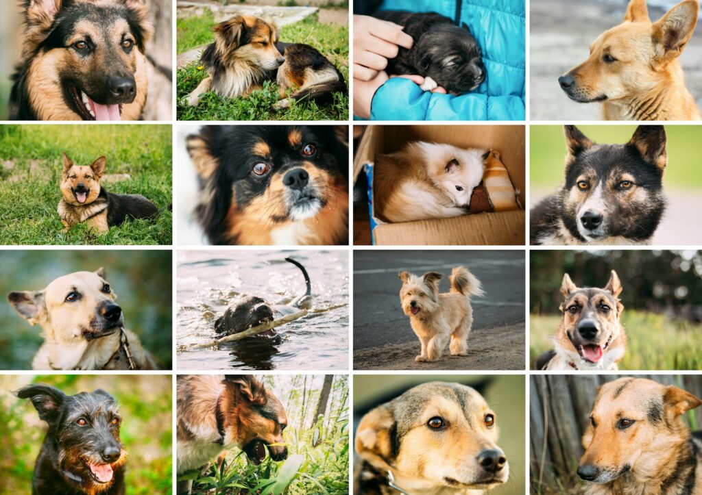 Homeless Dogs Bundle Set. Funny Mixed Breed Dogs Portraits Close up mongrel dog.