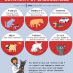 What You Should Know About Pet First Aid